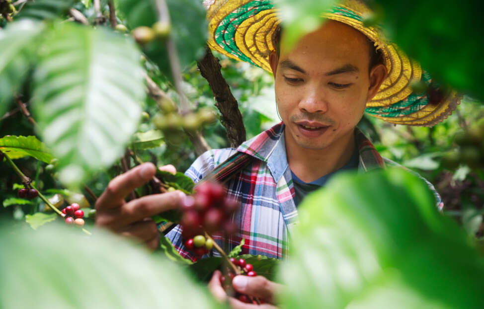 Coffee picker in Indonesia