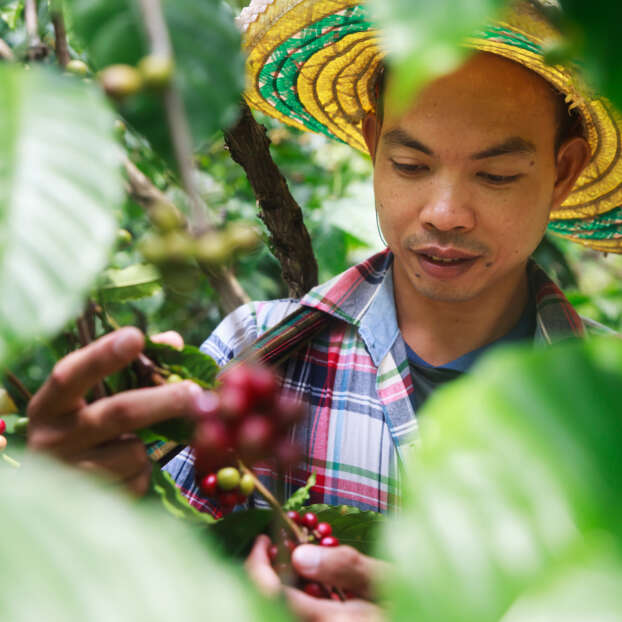 Coffee picker in Indonesia